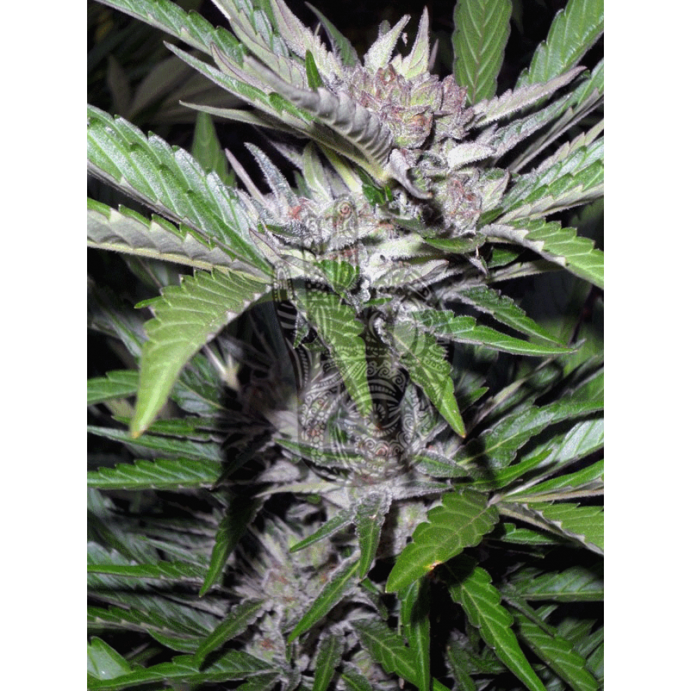 AUTO ULTIMATE Regular