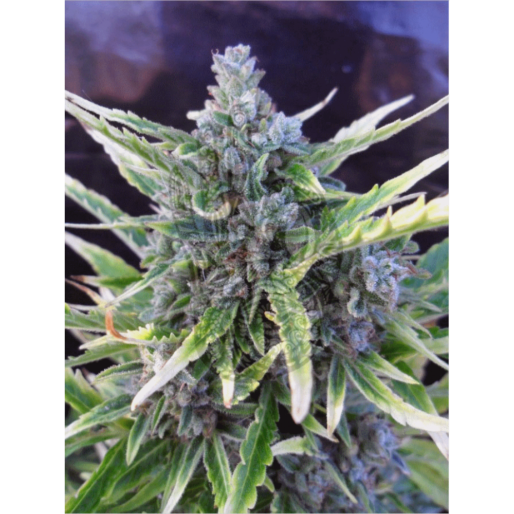 AUTO EXTREME Regular