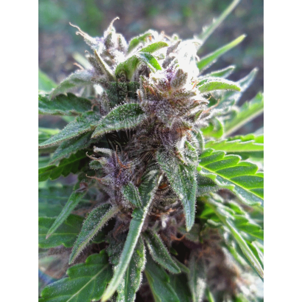 AUTO PURPLE Kush Regular