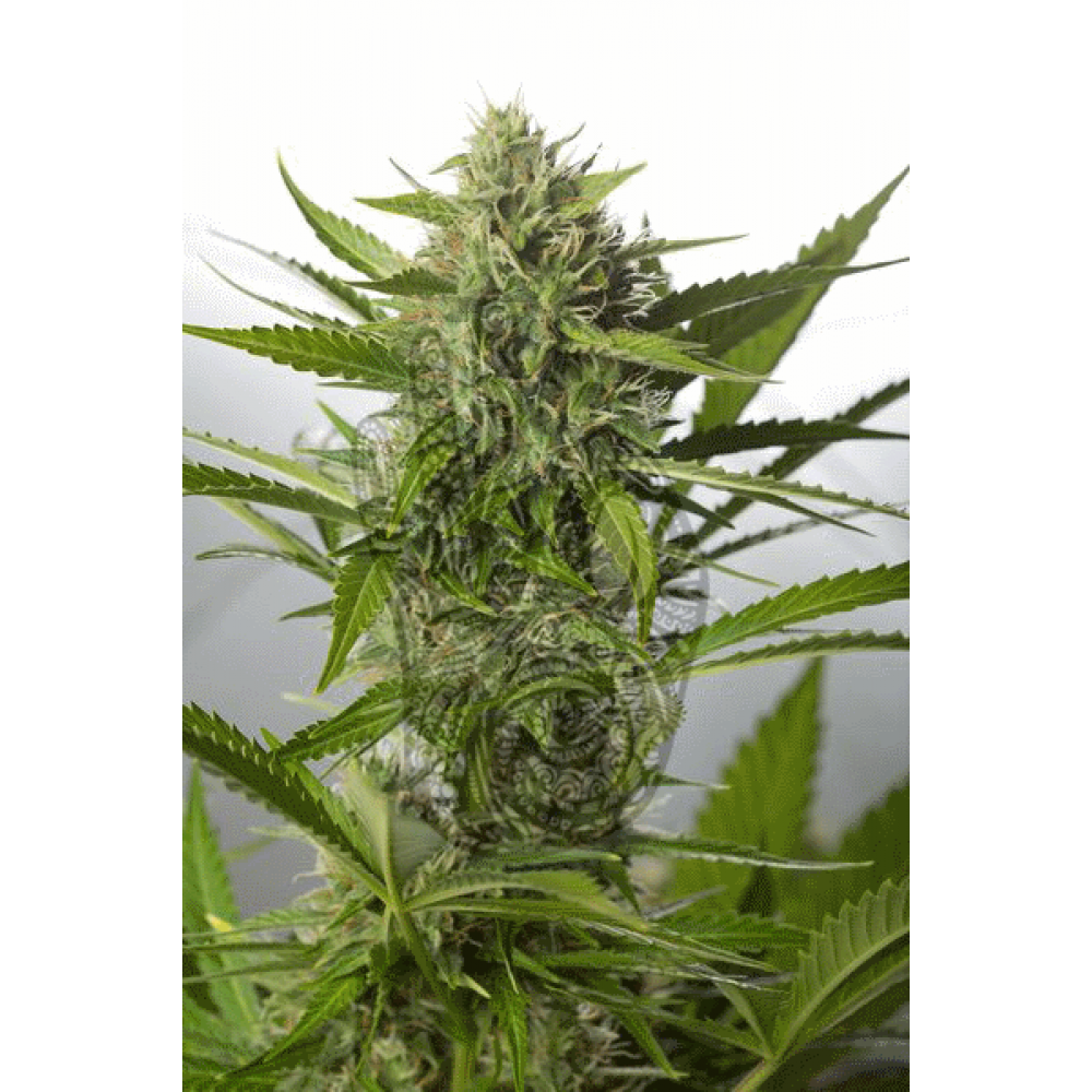 AUTO White Widow ХХL Regular