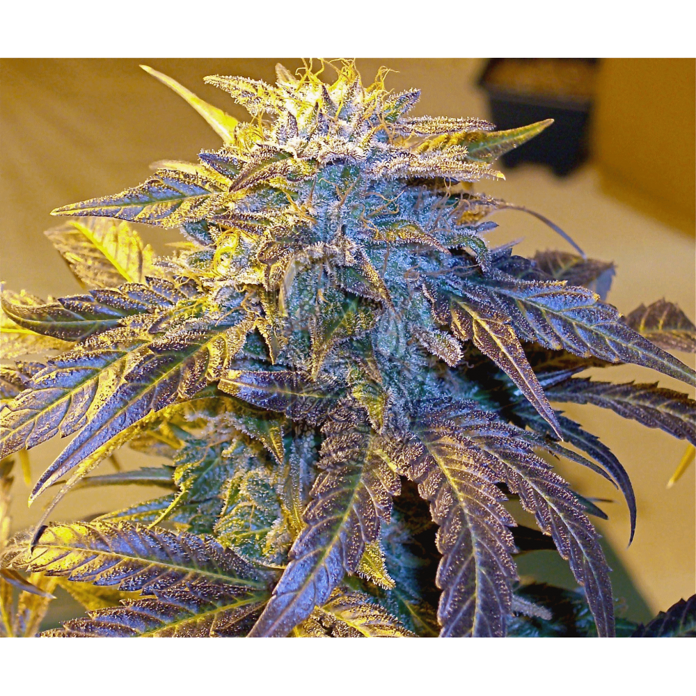 Auto BlackBerry Kush