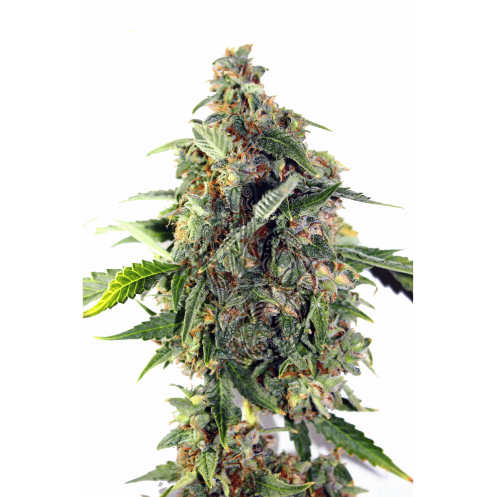 Auto Nice Diesel fem