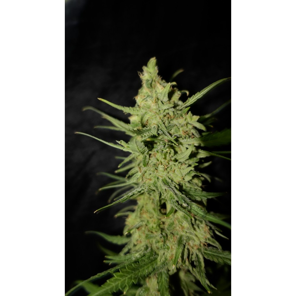 Auto Ak-47 Feminized