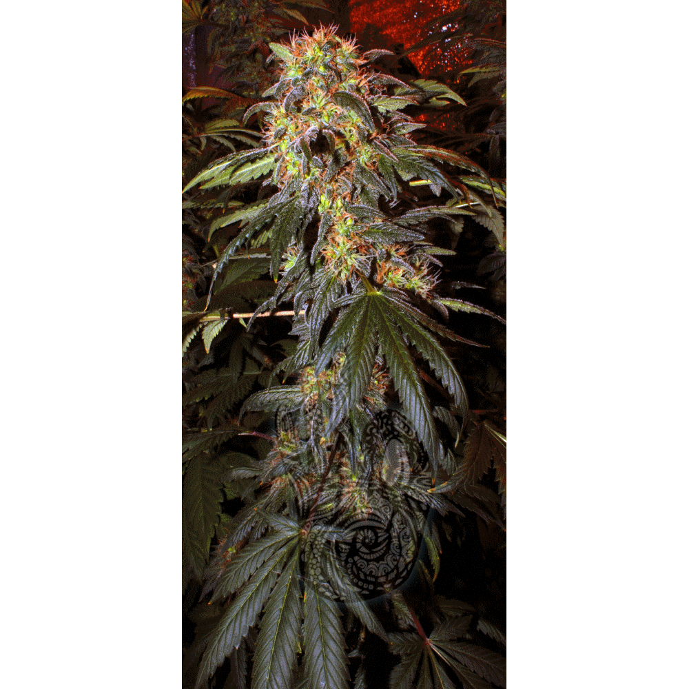 Mountain Kush 250 pics.