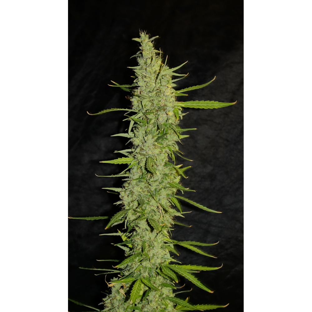 Auto Afghan Kush Feminized