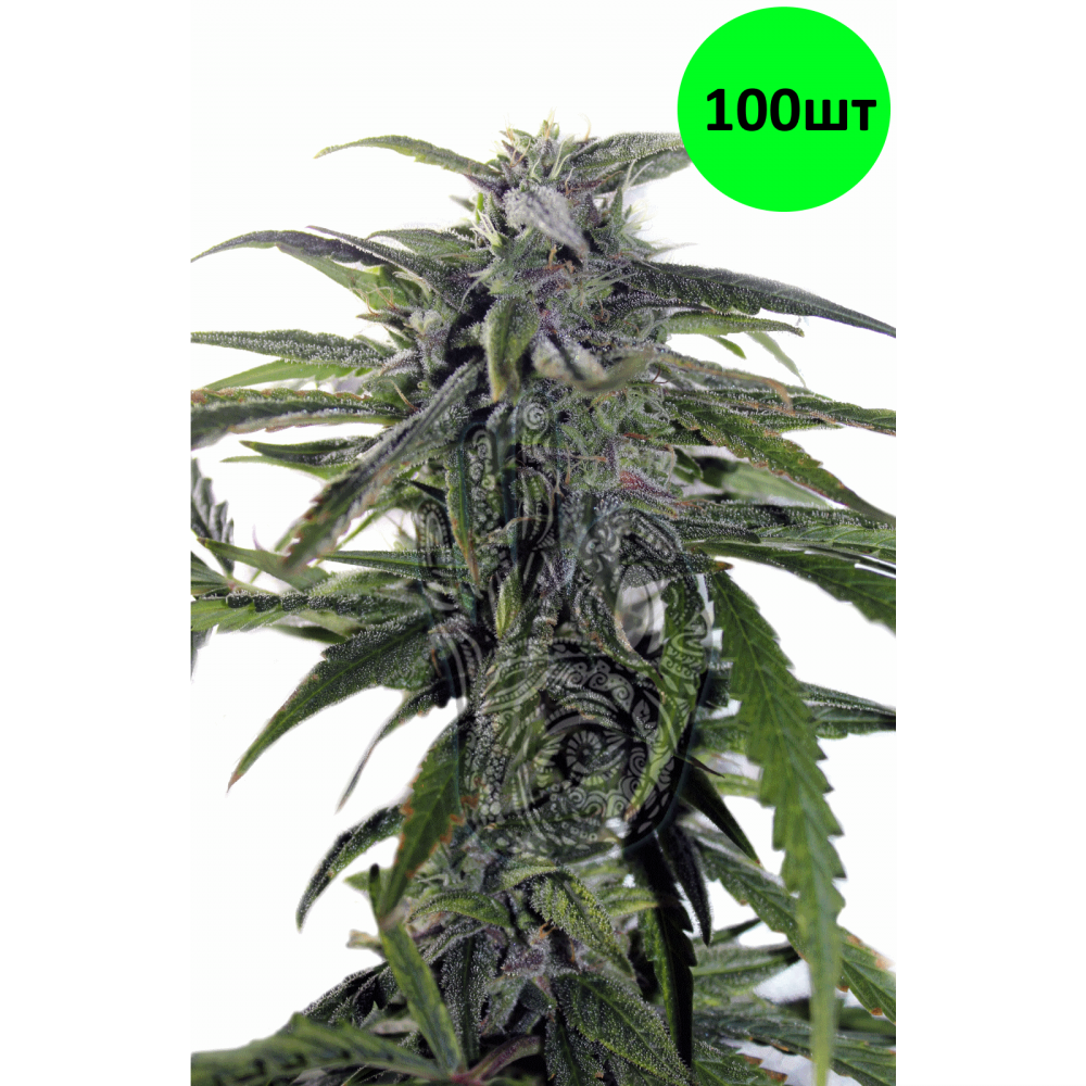 Auto Astarta fem 100