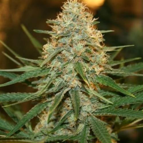 Auto Afghan Kush Feminized