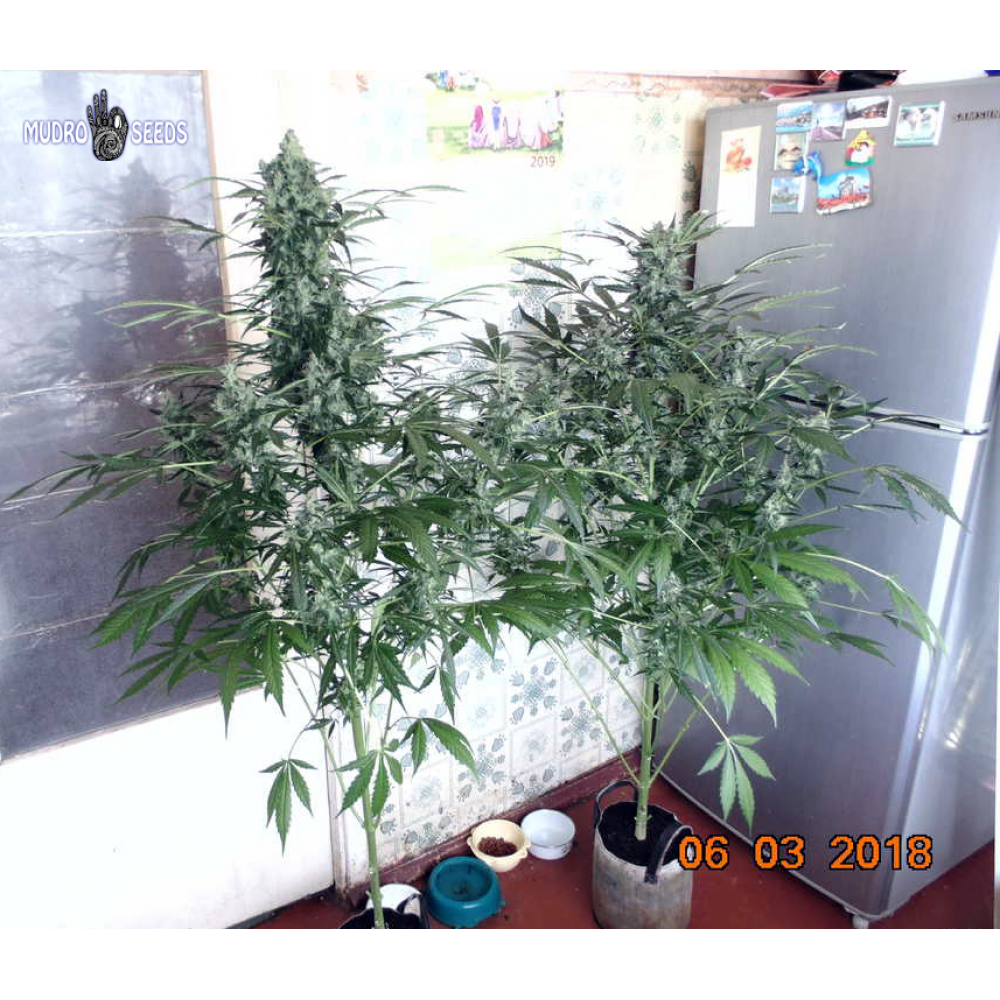 Auto Ak-47 Feminized
