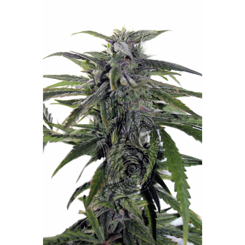 Auto Astarta femenised