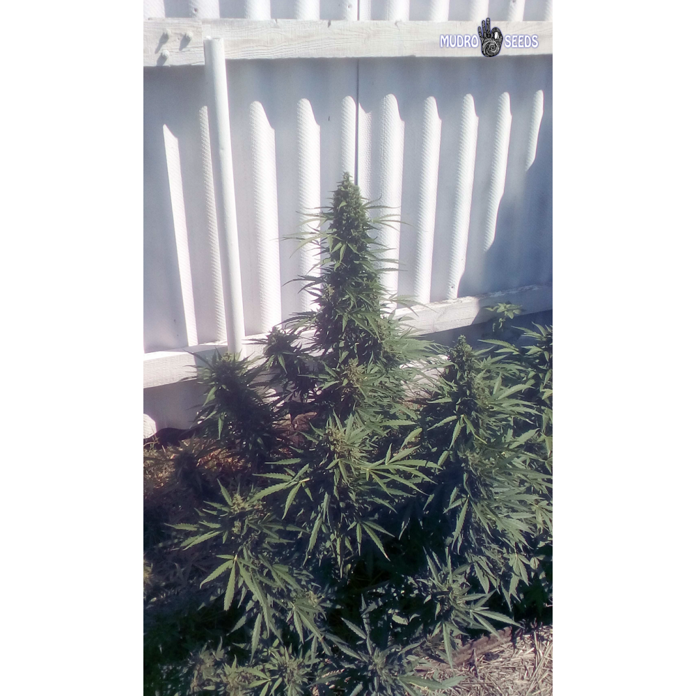 Auto Astarta femenised