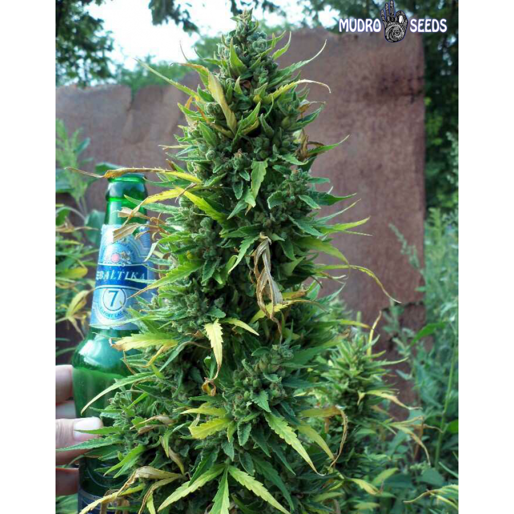 Auto Astarta femenised