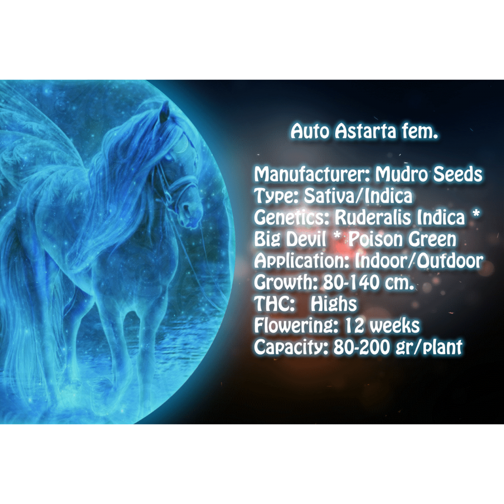 Auto Astarta femenised