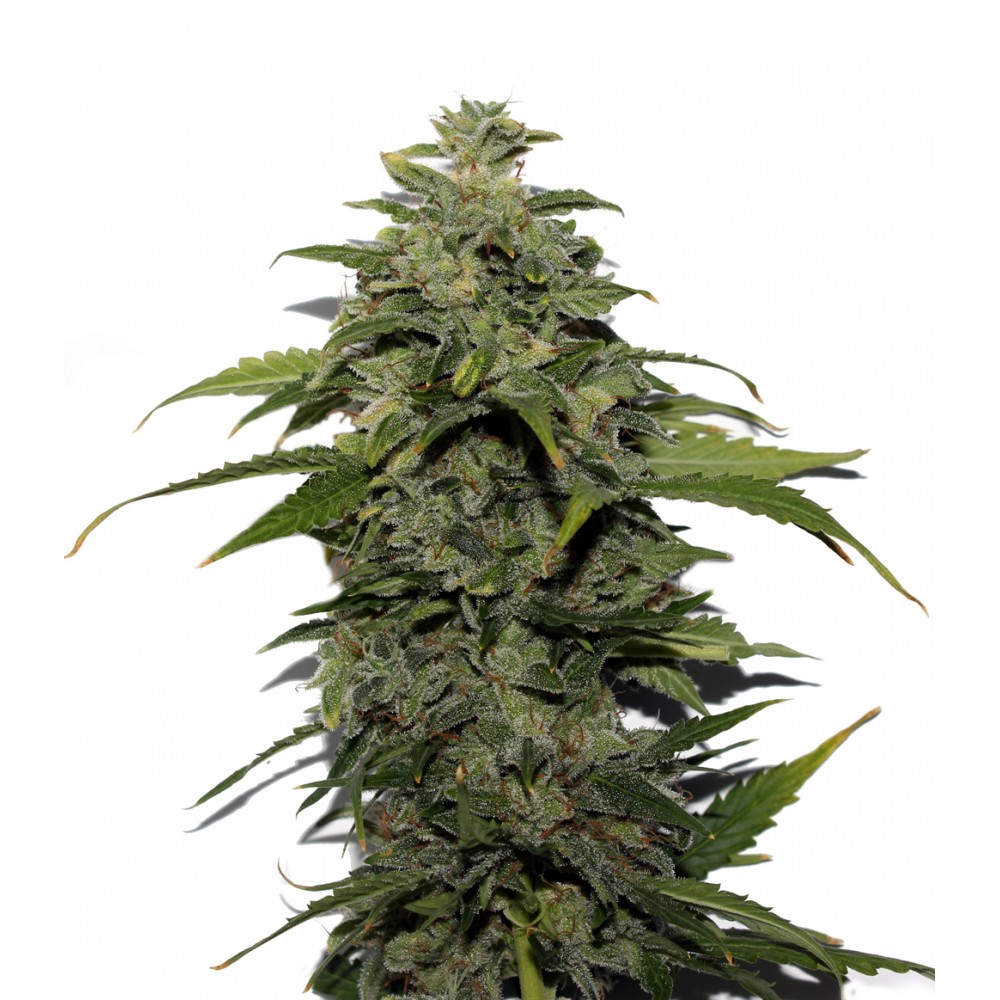 Auto Astarta Regular