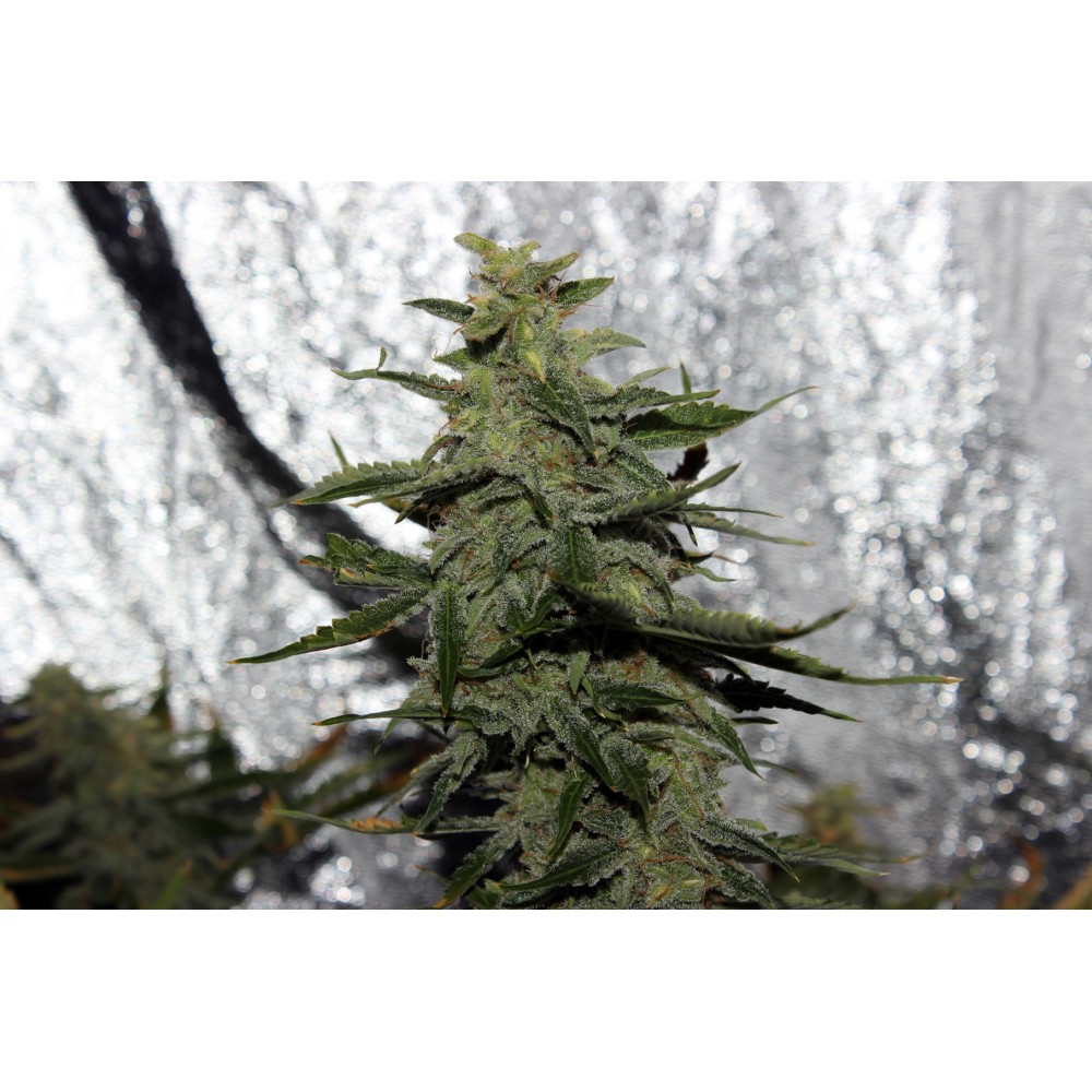 Auto Astarta Regular