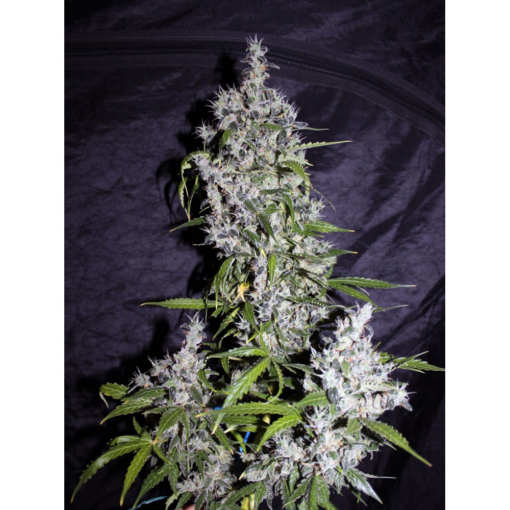 Auto Astarta Regular