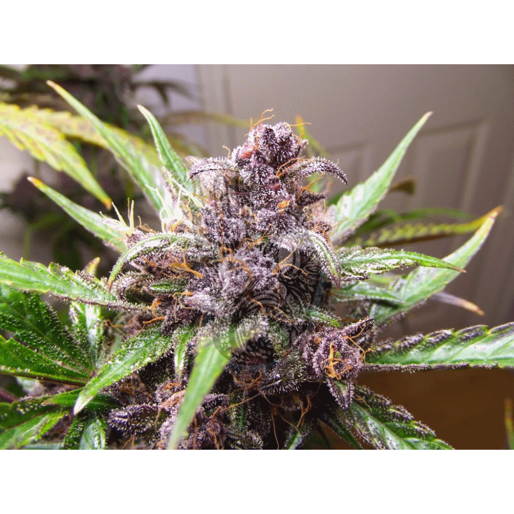 Auto BlackBerry Kush