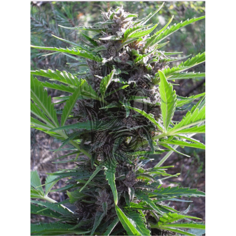 AUTO PURPLE Kush Regular