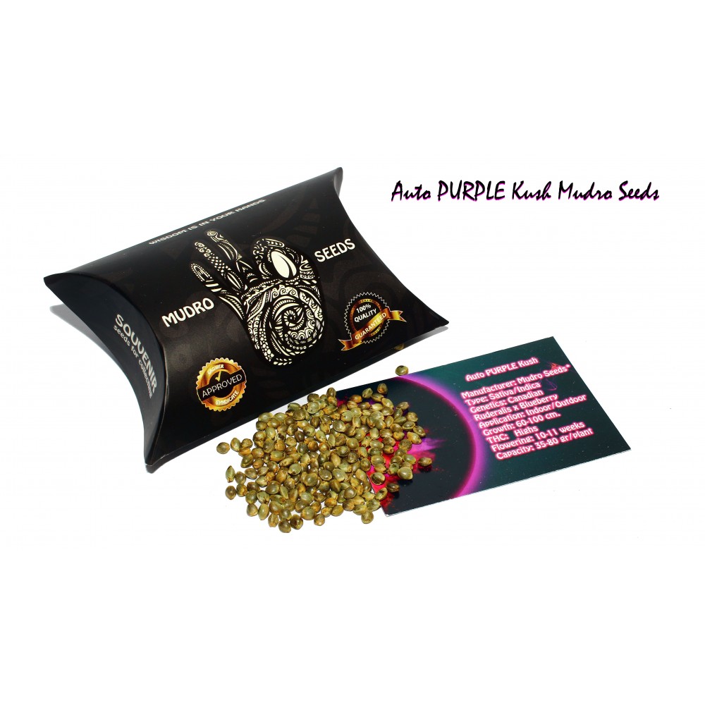 AUTO PURPLE Kush Regular