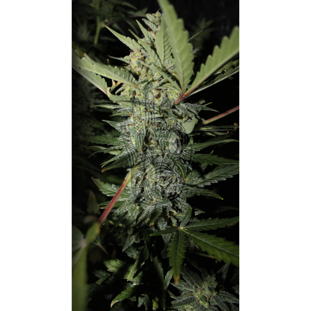 Auto Rainbow Bubble fem