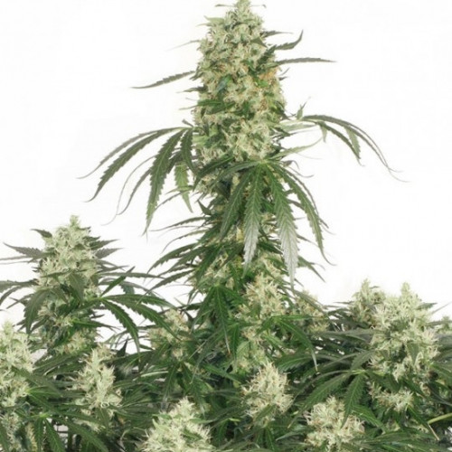 Auto Ultimate feminised