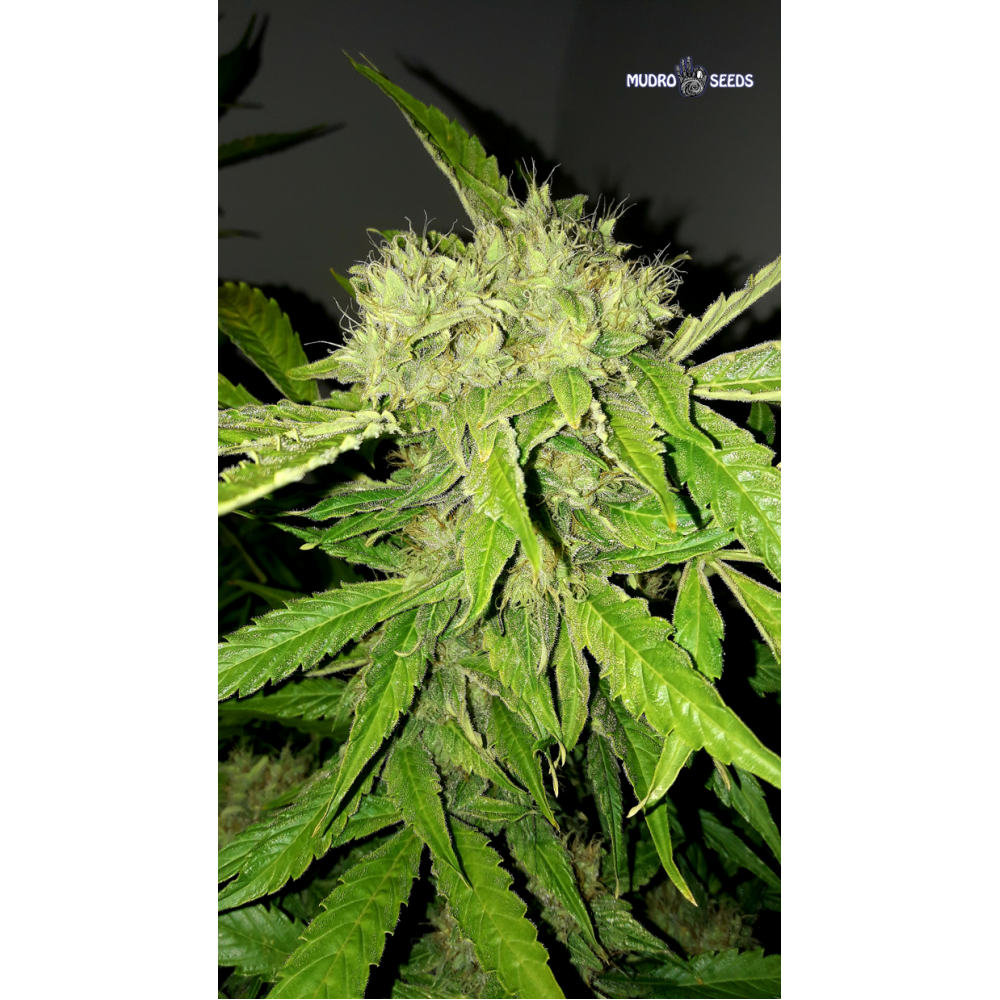 Auto Ultimate feminised