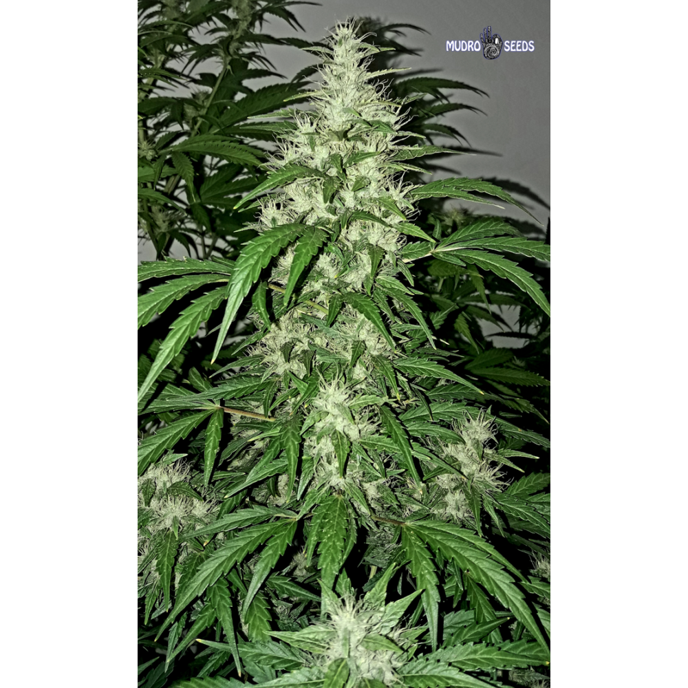 Auto Ultimate feminised