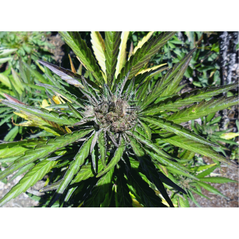 AUTO ULTIMATE Regular