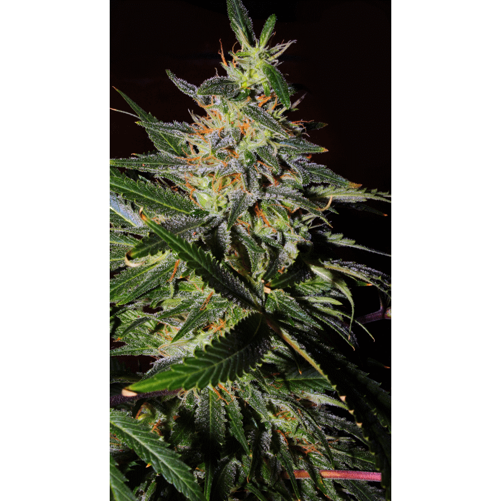 Auto Afghan Kush Regular