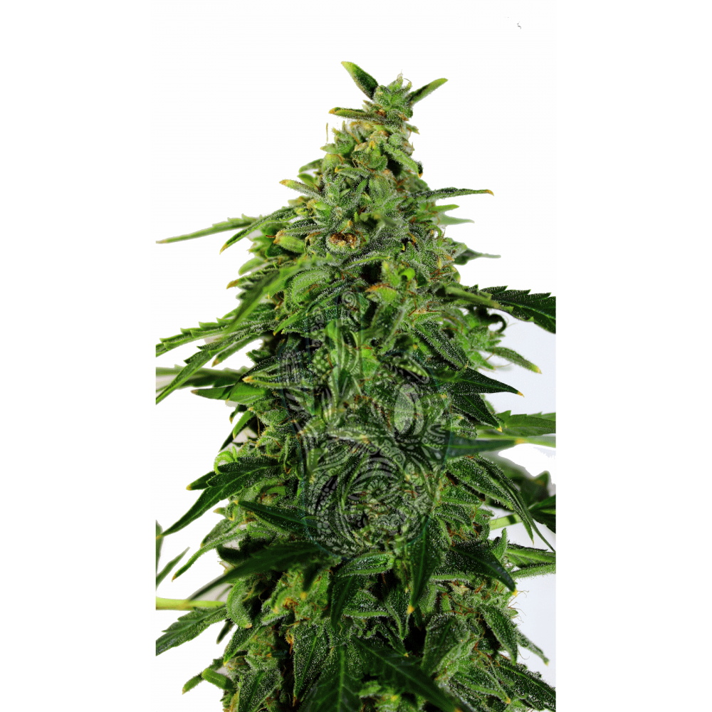 Auto Moxie fem