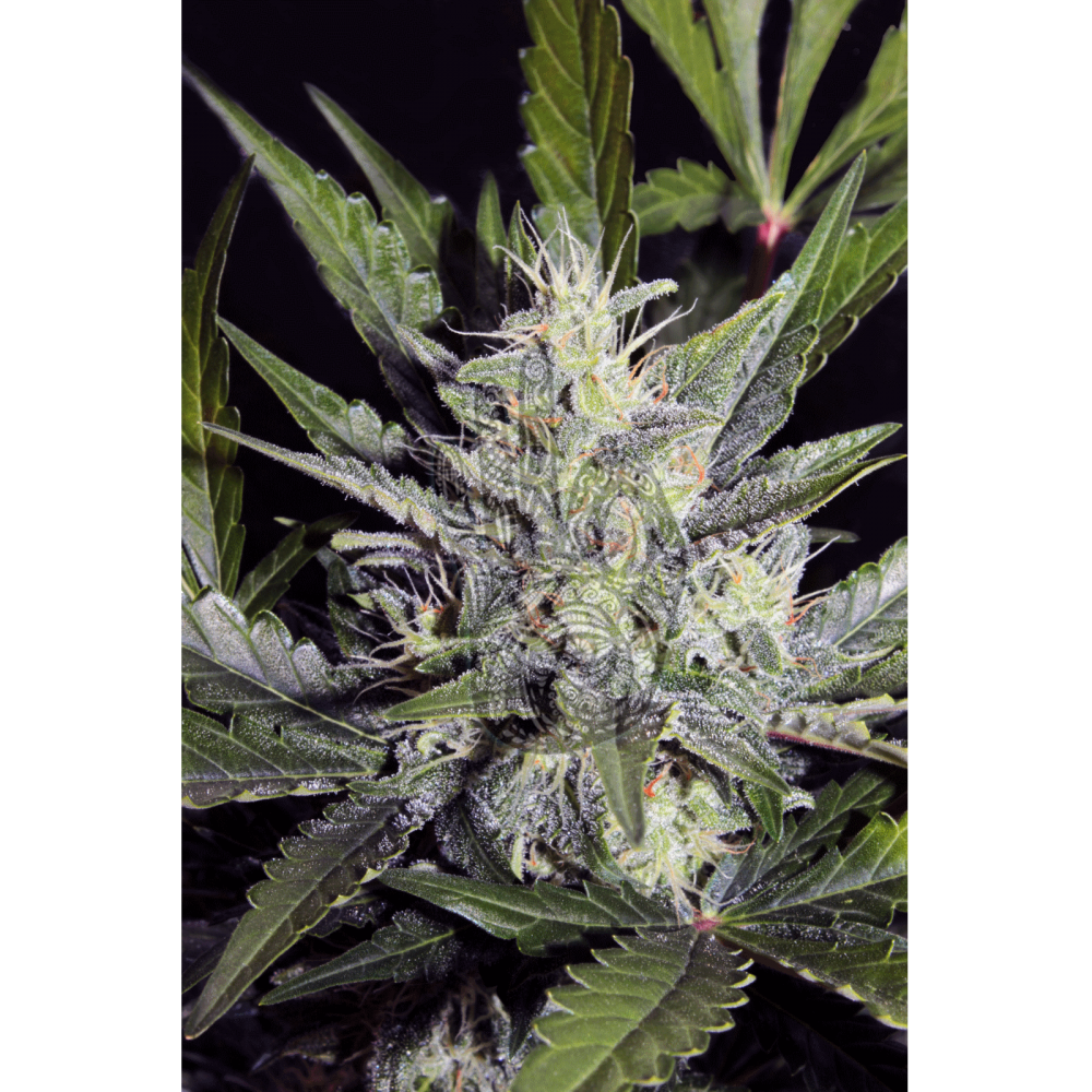 Auto Rainbow Bubble fem