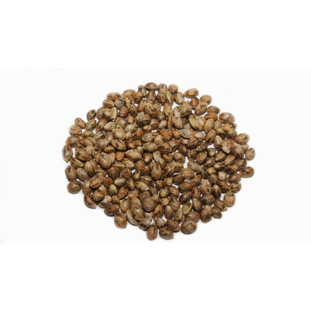 Mountain Kush 250 pics.