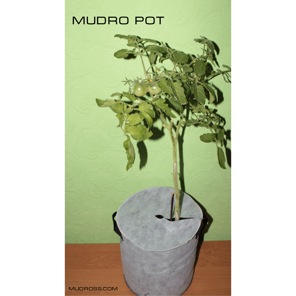 MUDRO POT10