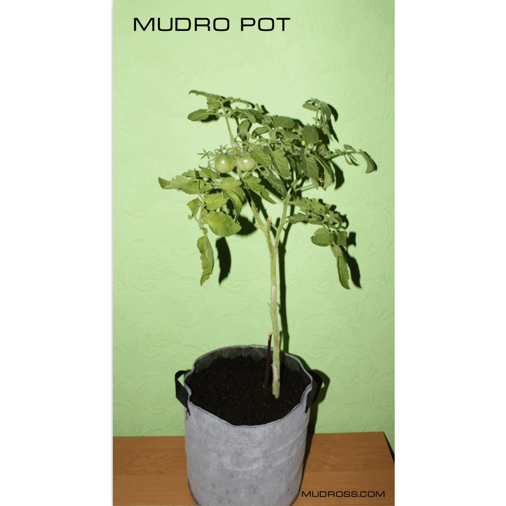 MUDRO POT10
