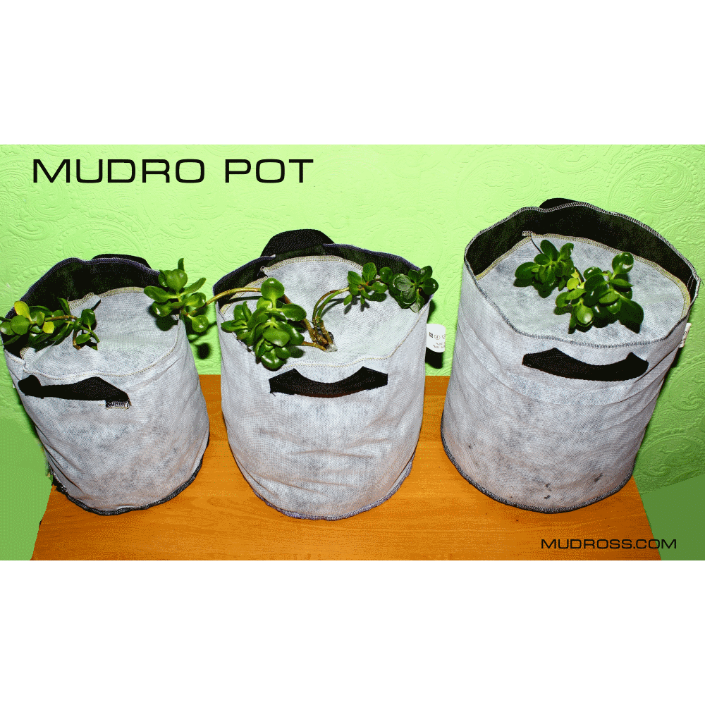 MUDRO POT10