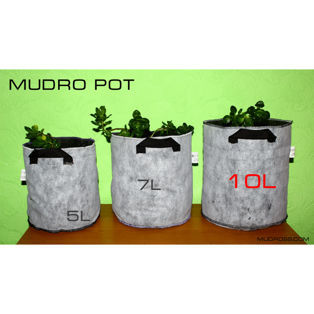 MUDRO POT10