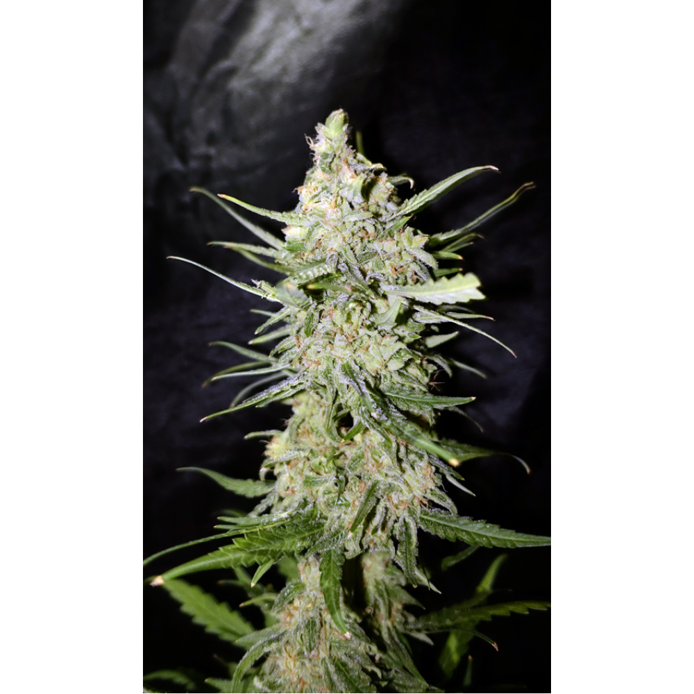 Auto White Widow XXL fem