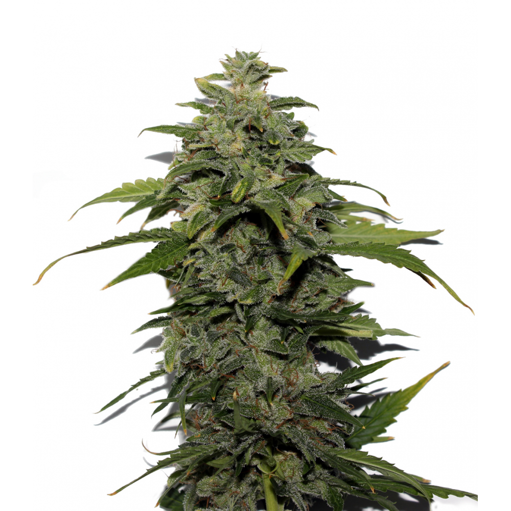 Auto Hard Day Regular